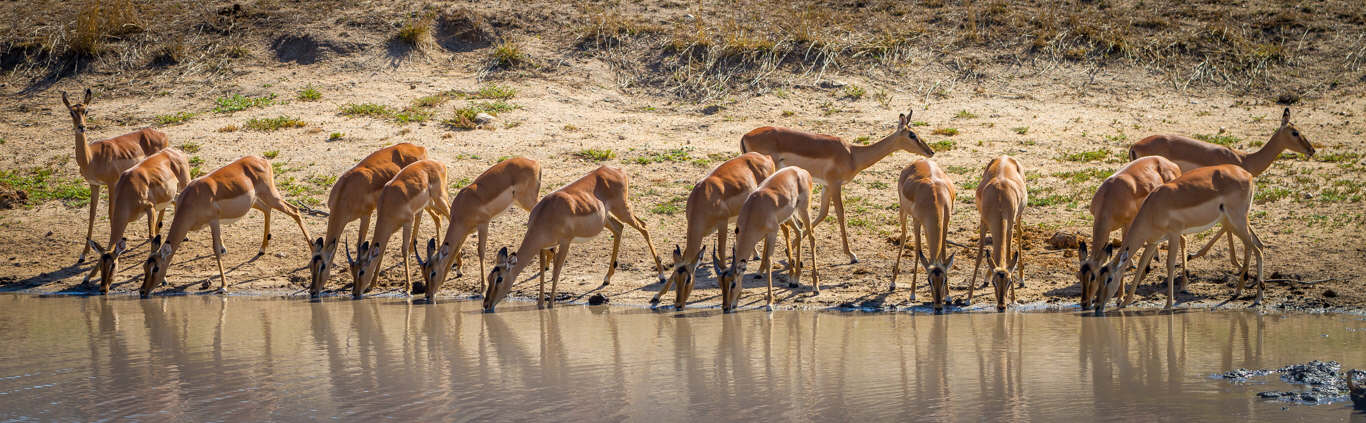 Impala - Kruger National Park - photo © Artography.co.za